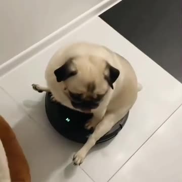Pug Sits on a Moving Vacuum