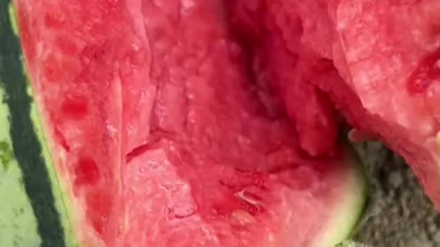 Seedless Watermelon Explodes