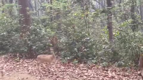 Wildlife in closer view with a natural perspective.