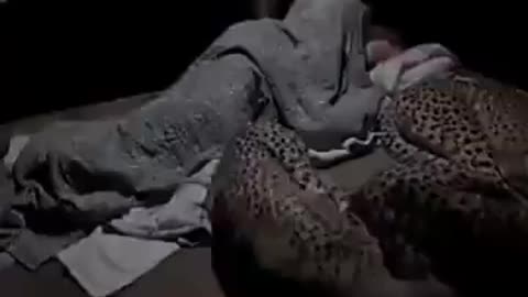 A caretaker comforting his cheetah