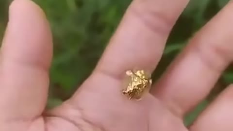 Golden tortoise beetle
