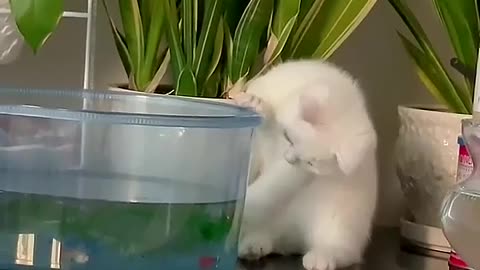 Naughty kitten