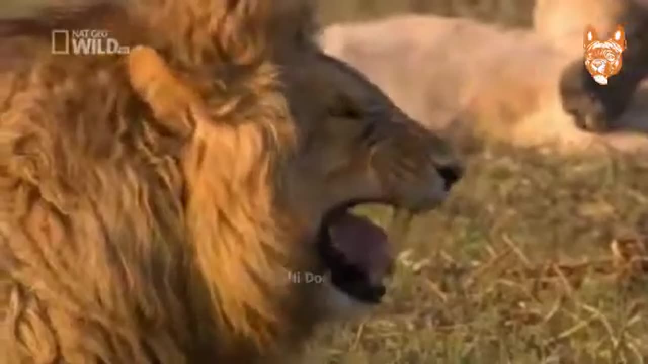 s Funny and cute dog compilation- try not to laugh -impossible. TABcomedy