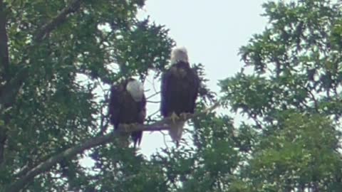 99 Toussaint Wildlife - Oak Harbor Ohio - Eagles Discussing Celebration Plans.