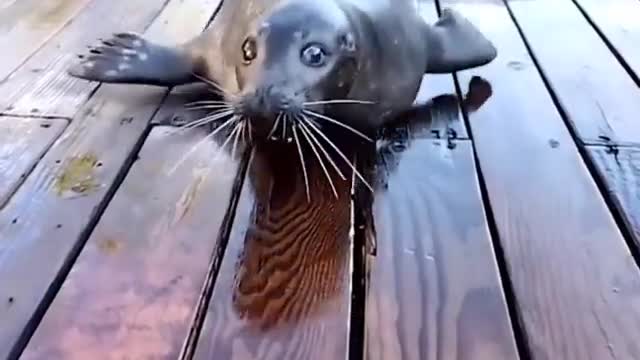 sea lion