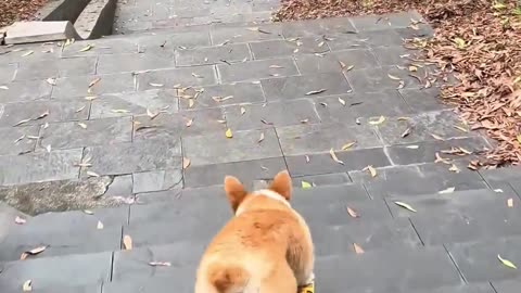 A dog on a skateboard