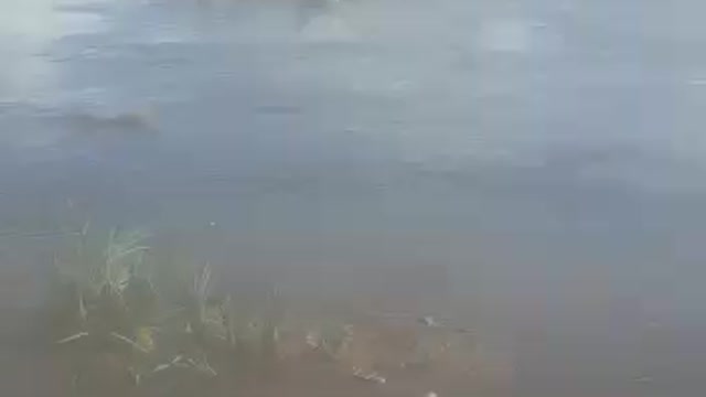 duck group on river