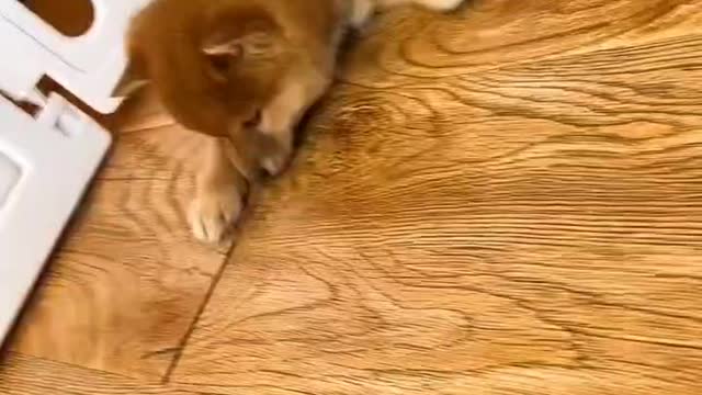 adorable pet