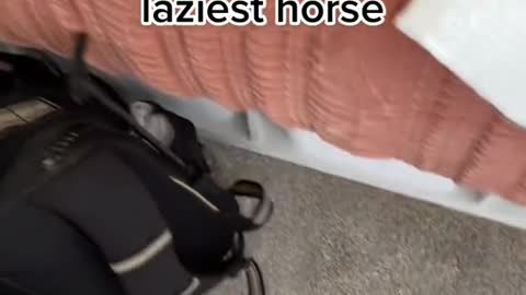 Pov you just got home from a lesson on the laziest horse