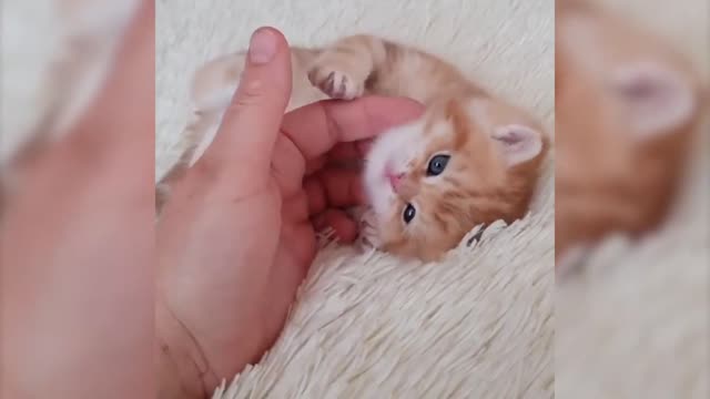 THIS Cat DOES Sit-ups! - MUST WATCH!!!