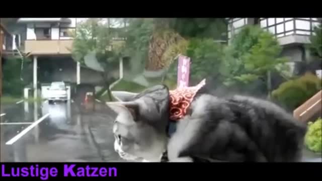 Funny Cats Video - Try Not To Laugh !!! EPIC CAT FAILS