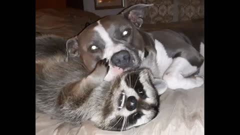 Cat is loveing moment