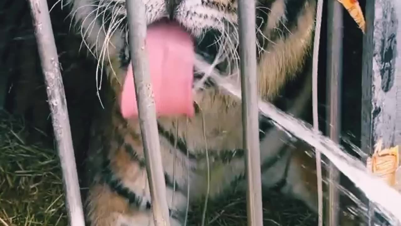 Tiger 🐅 🐯 enjoying water 💧 like BBQ