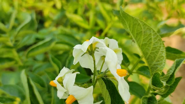 Potato flowers | potato plant