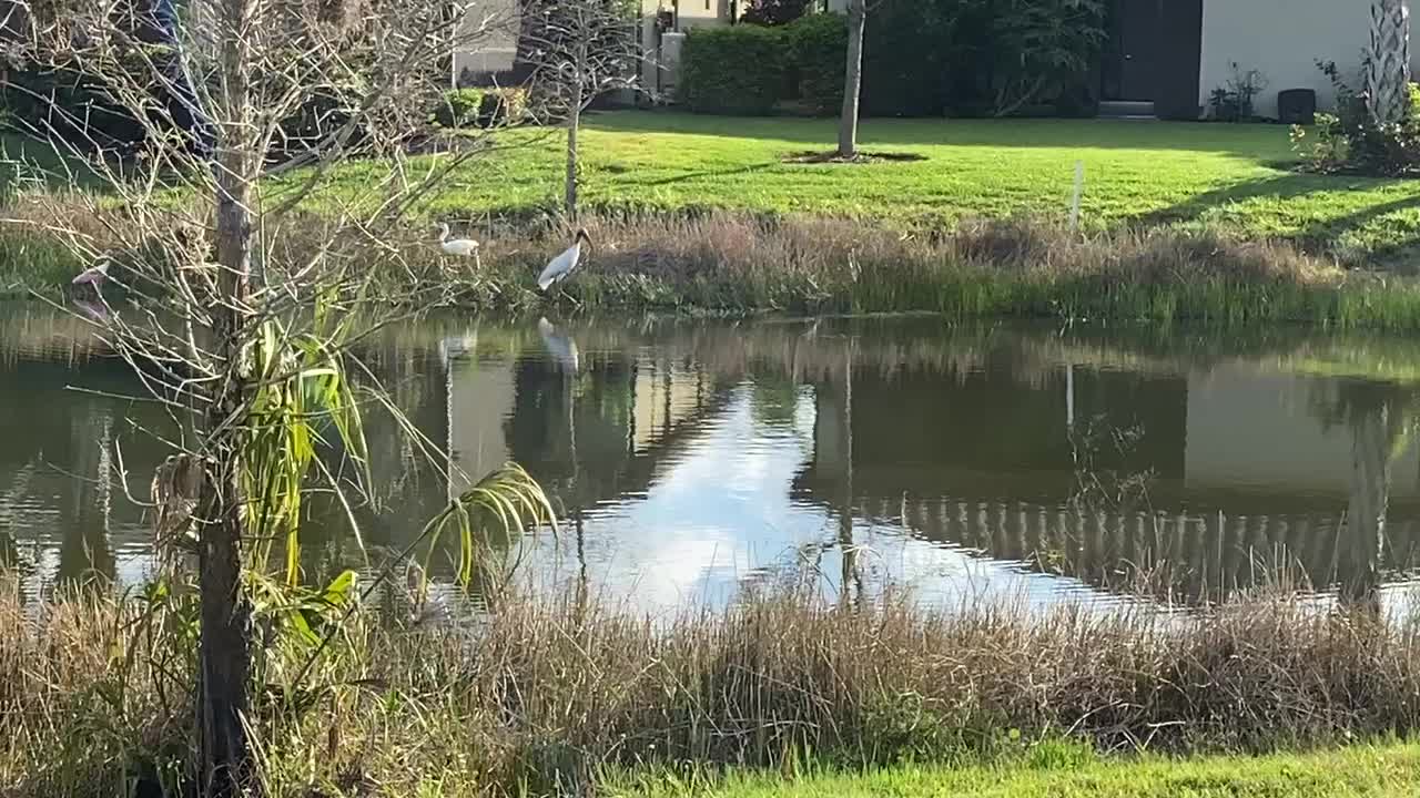 Bird Walks In Paradise