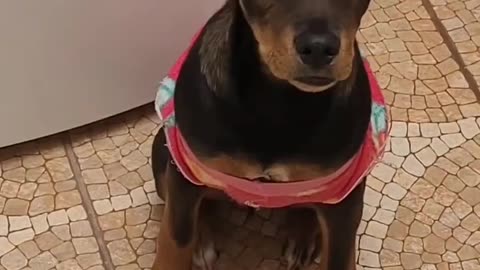 FILHA DE QUATRO PATAS