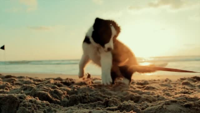 Cute dog enjoys playing at the beach