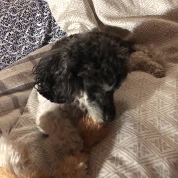 Cute Dog and stuffed toy :)