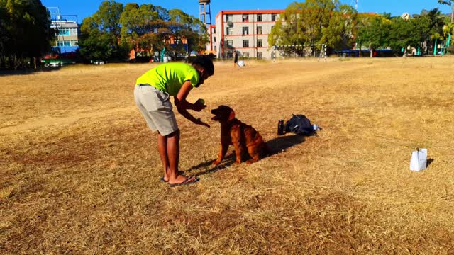 Cute dog playing with man on ground