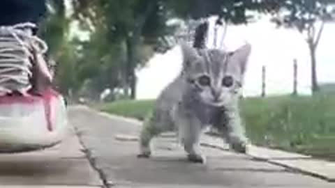 Adorable cat cute kitting Running