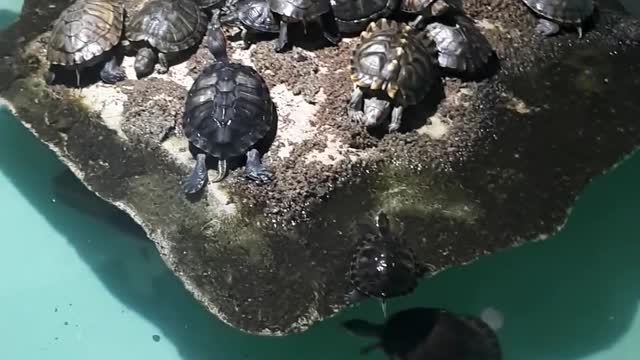 черепахи плавают в воде😊😃