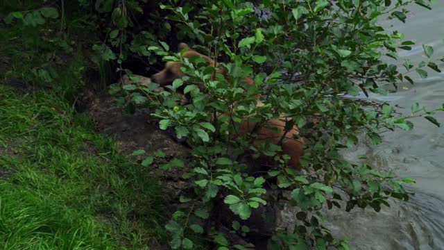 Brown Bear