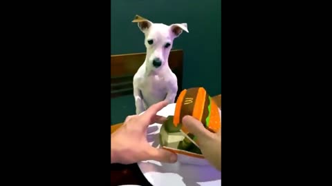 Dog Got Mad To His Hooman Friend When He Saw His Burger Too Small.