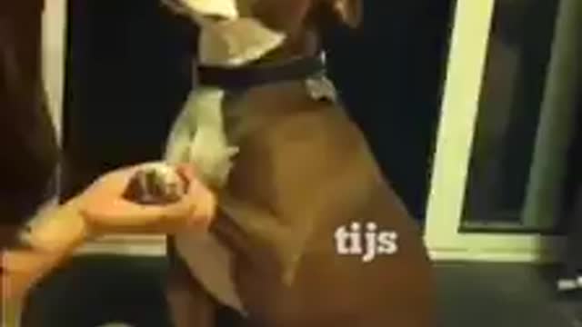 dog scared to death faint