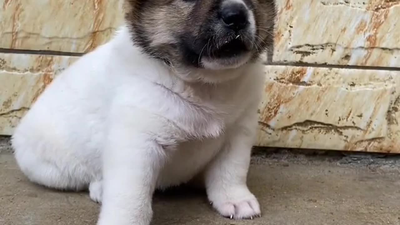 Funny dog