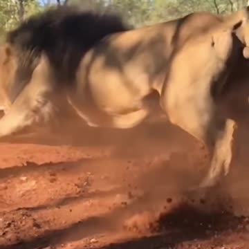 Huge Male Lions charging at full speed🦁