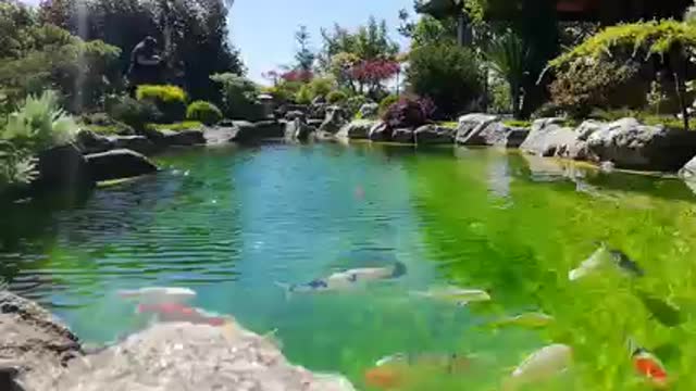 Koi fish pond 103