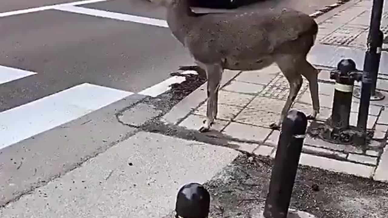 Deer Uses Crosswalk