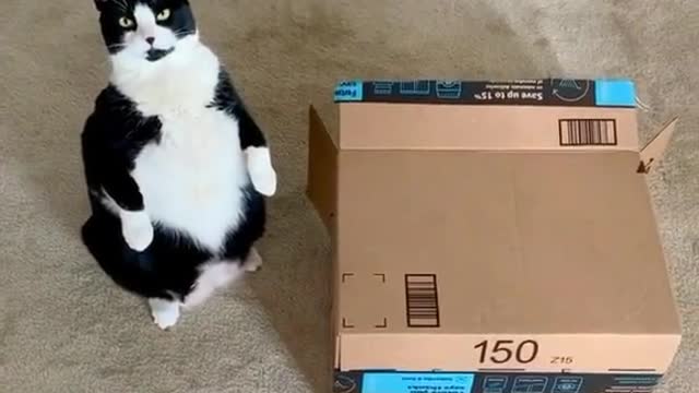 Funny fat cat and box