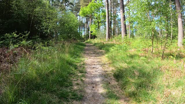 Hiking to a medieval. Historical place . New forest. Speedlapse