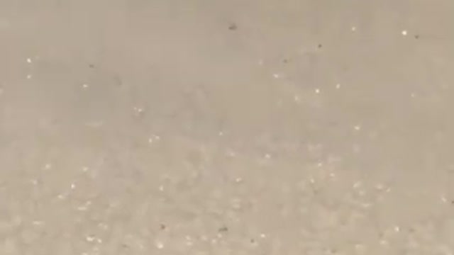 Dog cute puppy funny video