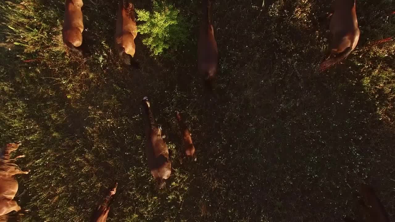 Top view of walking horses. Brown horses on grass background