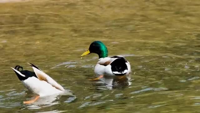 Natue | Bird life | beautiful bird - Duck | Duck Nature video |