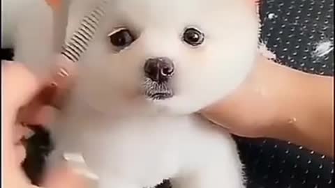 Video in dog