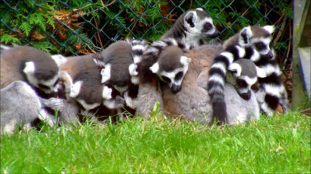 Group of Ring-Tailed Lemurs A group of ring-tailed Lemurs huddled together at a zoo.