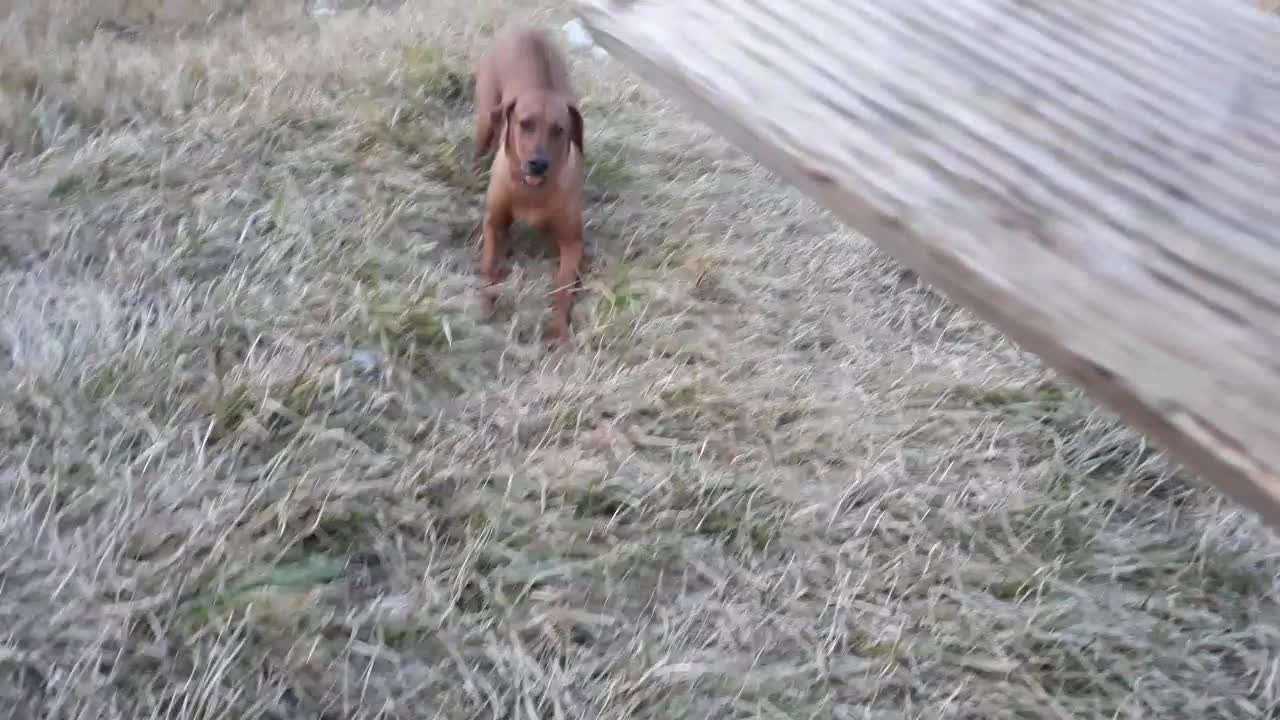 Honey The Terror