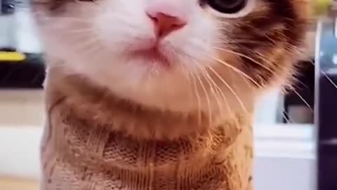 Cute kitten, kitten lover