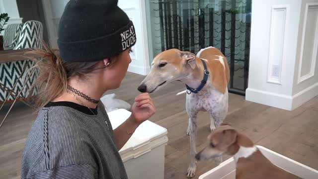 I made a train for my dogs | JennaMarbles