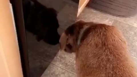 Brown dog staring at itself in front of reflection off of black dish washer