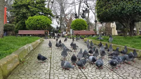 Cute pigeons eating food 😍