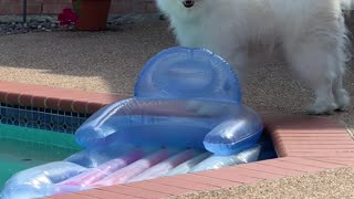 Chloe the Samoyed by Pool