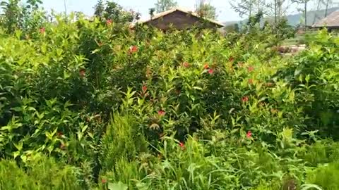 The red flowers in the grass are so pretty!