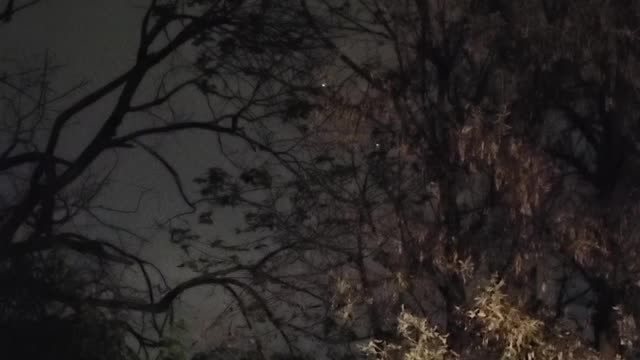 UFO, Syracuse, NY 11/9/21 - Myself and my 19 yo son were sitting on the back porch