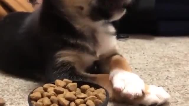 Dog and food
