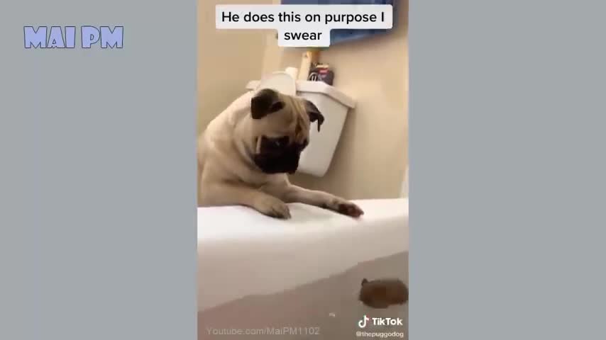 Funny Pet Dog that will make you go LOL! :D :D