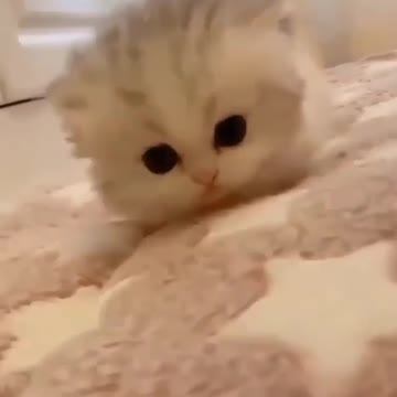 Cute little kitten walking on the bed